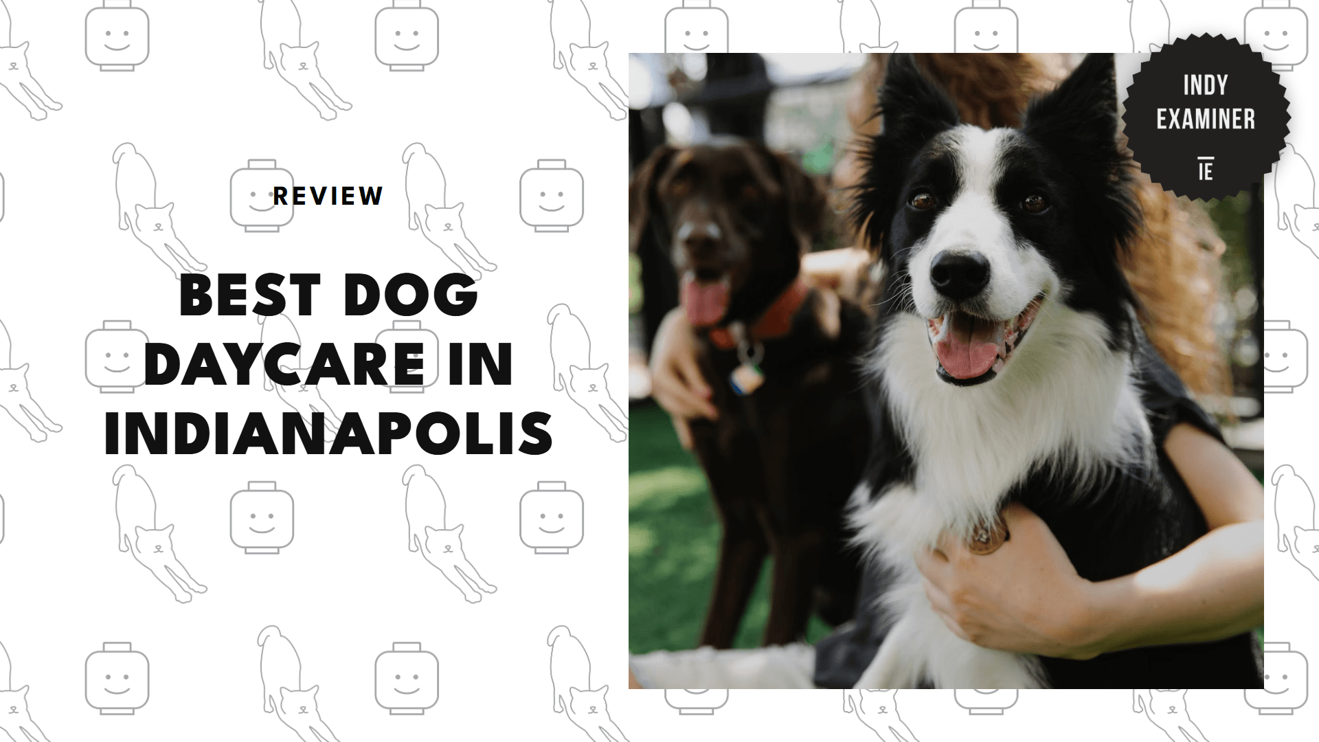 dog-daycare-services-in-indianapolis